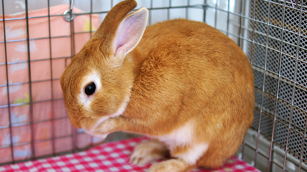うさぎ様ご確認用 （usagi様ご確認用ページ！ （りえうさぎさまご確認 