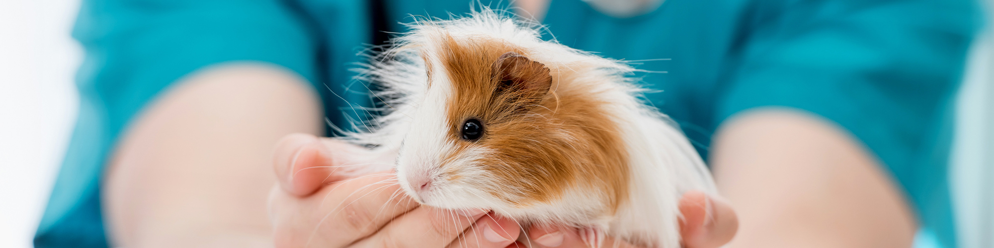 診療時間・アクセス - とちぎ うさぎ・ことり・ちびっこ動物の病院
