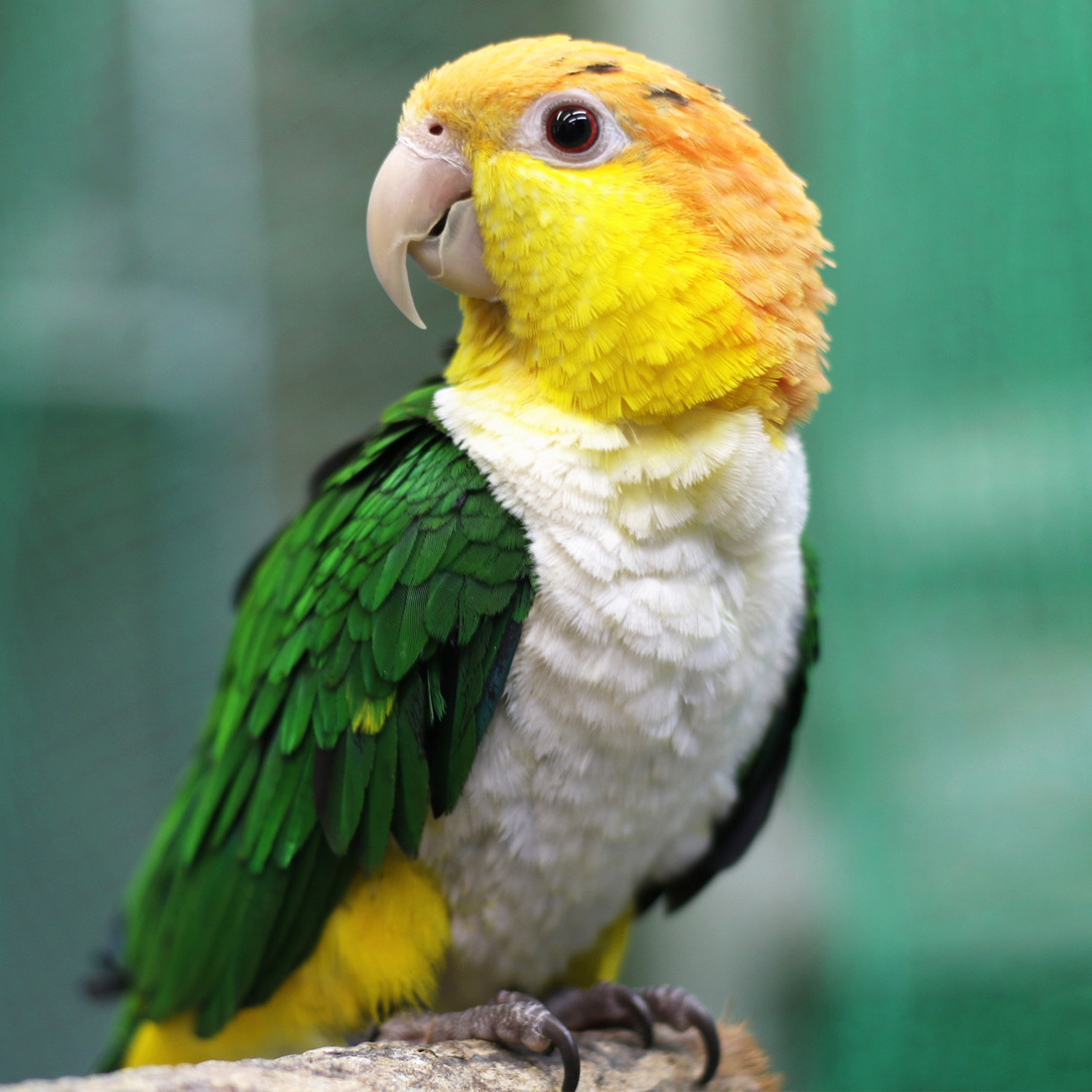 とちぎ うさぎ・ことり・ちびっこ動物の病院